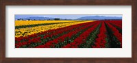 Tulip Field, Mount Vernon, Washington State, USA Fine Art Print