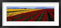 Tulip Field, Mount Vernon, Washington State, USA Fine Art Print