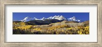 USA, Colorado, Rocky Mountains, aspens, autumn Fine Art Print