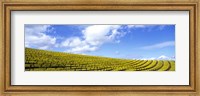 Mustard Fields, Napa Valley, California, USA Fine Art Print