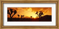 Sunset, Joshua Tree Park, California Fine Art Print