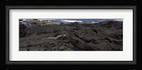 Marine iguana (Amblyrhynchus cristatus) on volcanic rock, Isabela Island, Galapagos Islands, Ecuador Fine Art Print