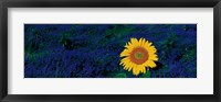 France, Provence, Suze-La-Rouse, sunflower in lavender field Fine Art Print