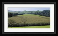 Switzerland, Canton Zug, Panoramic view of Cornfields Fine Art Print