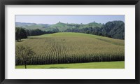 Switzerland, Canton Zug, Panoramic view of Cornfields Fine Art Print