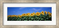 Field Of Sunflowers, Bogue, Kansas, USA Fine Art Print