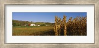 Corn in a field after harvest, along SR19, Ohio, USA Fine Art Print