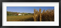 Corn in a field after harvest, along SR19, Ohio, USA Fine Art Print