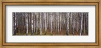 Silver birch trees in a forest, Narke, Sweden Fine Art Print