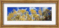 USA, Colorado, Uncompahgre Nationa Forest Fine Art Print