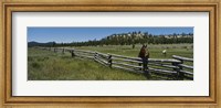 Two horses in a field, Arizona, USA Fine Art Print
