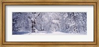 Snow covered trees in a forest, Yosemite National Park, California, USA Fine Art Print