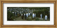 High angle view of a colony of King penguins, Royal Bay, South Georgia Island, Antarctica Fine Art Print