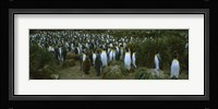 High angle view of a colony of King penguins, Royal Bay, South Georgia Island, Antarctica Fine Art Print
