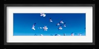 Birds in flight Flagler Beach FL USA Fine Art Print