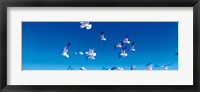 Birds in flight Flagler Beach FL USA Fine Art Print