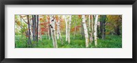 Birch trees in a forest, Acadia National Park, Maine Fine Art Print