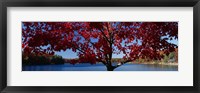 Close-up of a tree, Walden Pond, Concord, Massachusetts, USA Fine Art Print