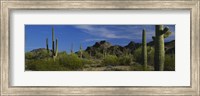 Cactus plant on a landscape, Sonoran Desert, Organ Pipe Cactus National Monument, Arizona, USA Fine Art Print