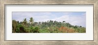 Plant growth in a forest, Manual Antonia National Park, Quepos, Costa Rica Fine Art Print