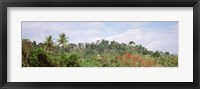 Plant growth in a forest, Manual Antonia National Park, Quepos, Costa Rica Fine Art Print