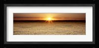 Rice Field, Sacramento Valley, California, USA Fine Art Print