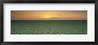High angle view of a lettuce field at sunset, Fresno, San Joaquin Valley, California, USA Fine Art Print