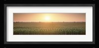 View Of The Corn Field During Sunrise, Sacramento County, California, USA Fine Art Print