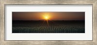 Sunrise, Crops, Farm, Sacramento, California, USA Fine Art Print