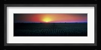 Corn field at sunrise Sacramento Co CA USA Fine Art Print