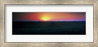 Corn field at sunrise Sacramento Co CA USA Fine Art Print