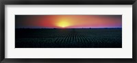 Corn field at sunrise Sacramento Co CA USA Fine Art Print