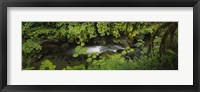 High angle view of a lake in the forest, Willaby Creek, Olympic National Forest, Washington State, USA Fine Art Print