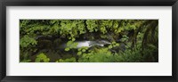 High angle view of a lake in the forest, Willaby Creek, Olympic National Forest, Washington State, USA Fine Art Print