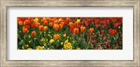Tulips in a field, St. James's Park, City Of Westminster, London, England Fine Art Print