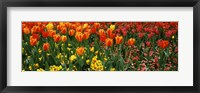 Tulips in a field, St. James's Park, City Of Westminster, London, England Fine Art Print