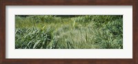 Grass on a marshland, England Fine Art Print
