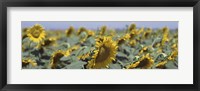 USA, California, Central Valley, Field of sunflowers Fine Art Print