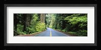 Road passing through a forest, Prairie Creek Redwoods State Park, California, USA Fine Art Print
