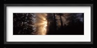 God Rays, Redwoods National Park, CA Fine Art Print