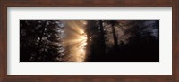 God Rays, Redwoods National Park, CA Fine Art Print