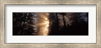God Rays, Redwoods National Park, CA Fine Art Print