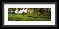 Trees In A Field, Aargau, Switzerland Fine Art Print