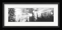 Road, Redwoods Park, California, USA Fine Art Print