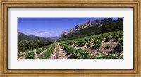 France, Provence, Dentelles de Montmiral, Vineyard on the mountain Fine Art Print