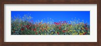 Poppy field Tableland N Germany Fine Art Print