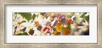 Chinese Tallow Leaves Fine Art Print