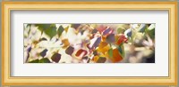 Chinese Tallow Leaves Fine Art Print