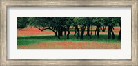 Indian Paintbrushes And Scattered Oaks, Texas Hill Co, Texas, USA Fine Art Print
