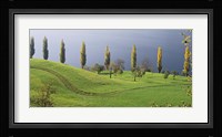 Switzerland, Lake Zug, View of a row of Poplar Trees Fine Art Print